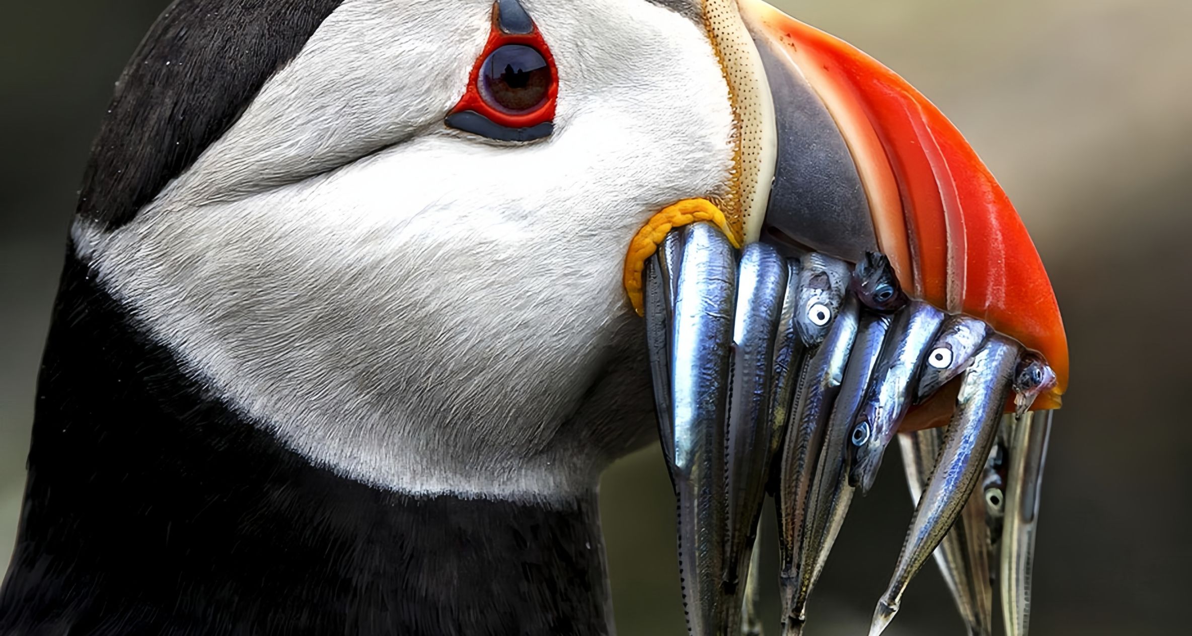 [奇怪生物日誌]我踏馬喫喫喫喫喫喫喫喫喫