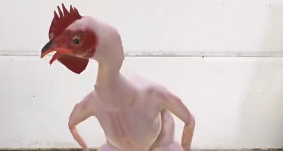 關於雞肉的小知識