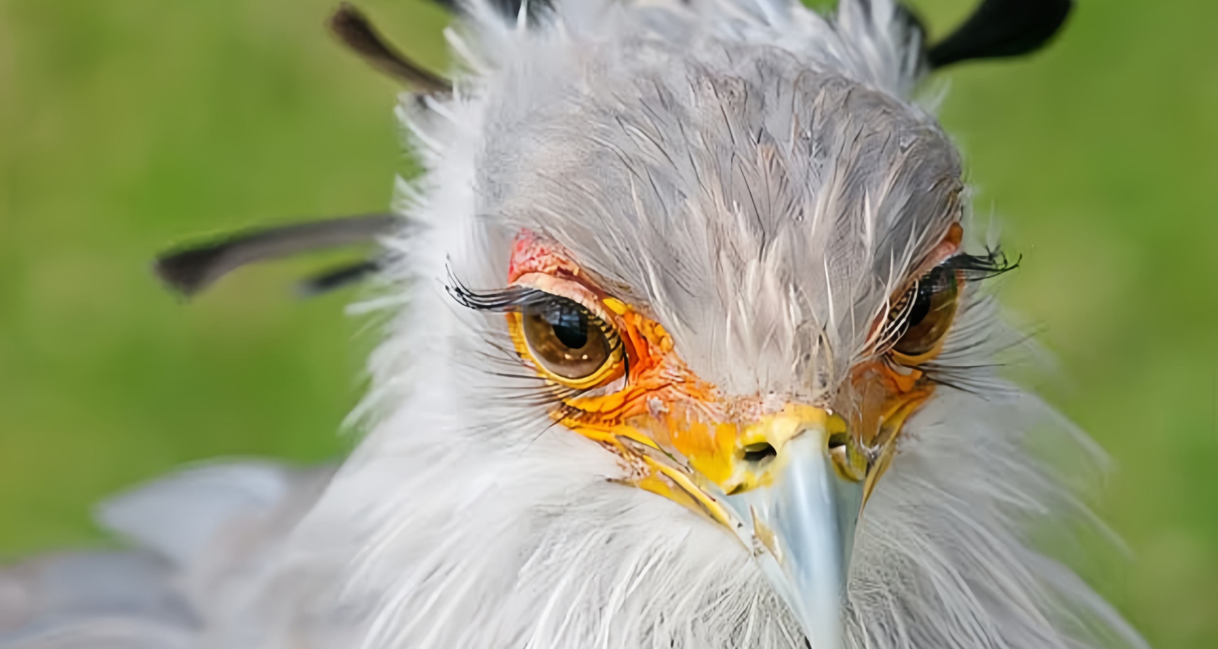 [奇怪生物日誌]戰鬥力超強的大長腿美女