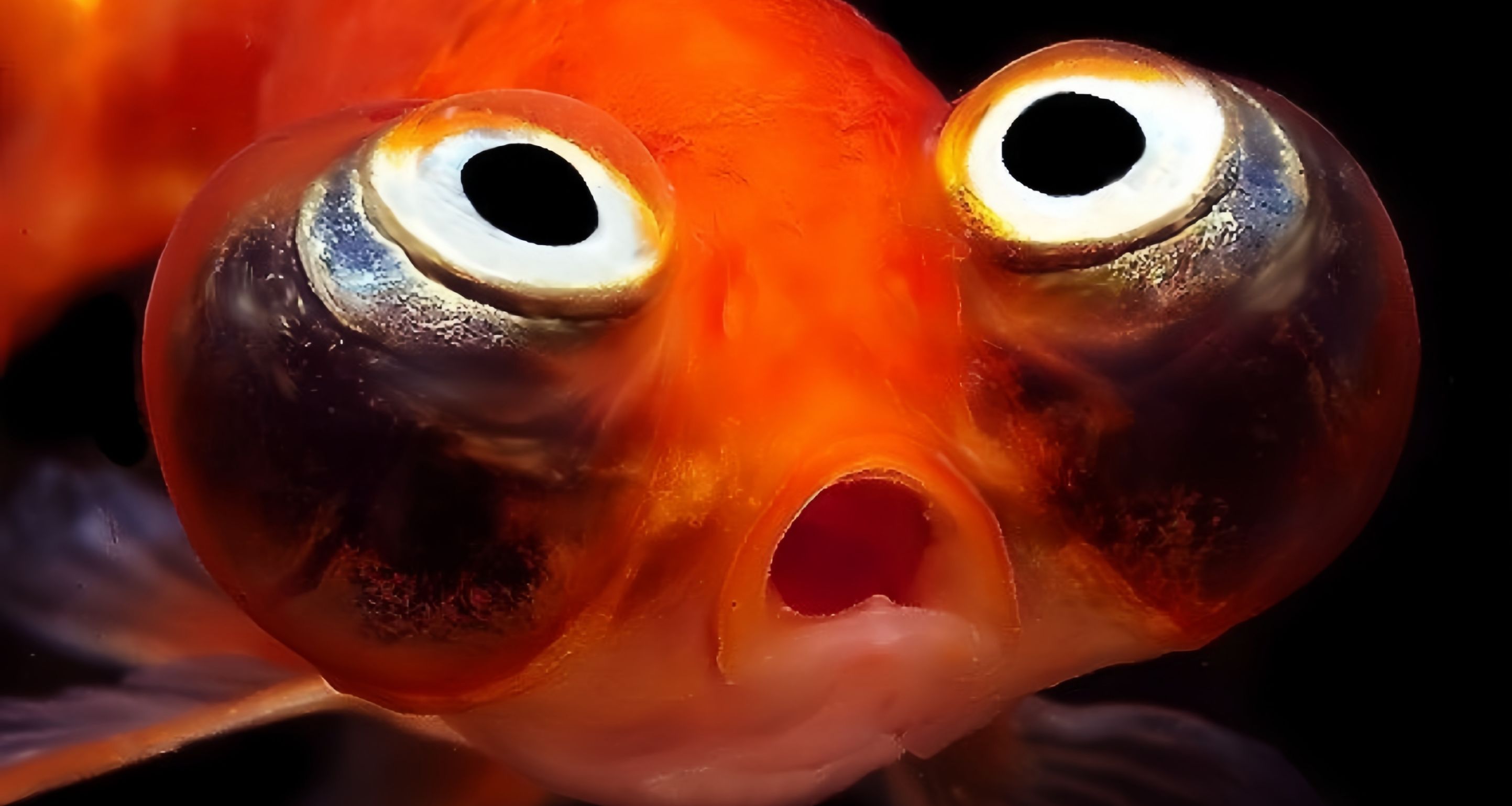 [奇怪生物日誌]就瞅你就瞅你，瞅你咋滴