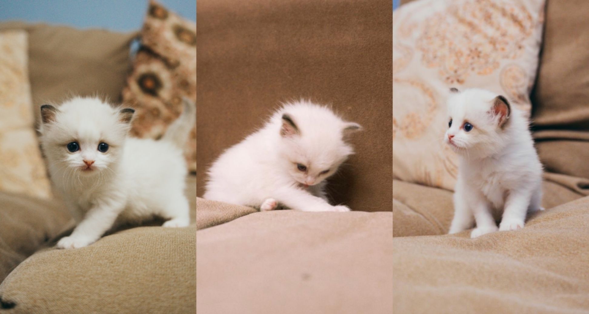 寵物推薦：不讓你操心不讓你累