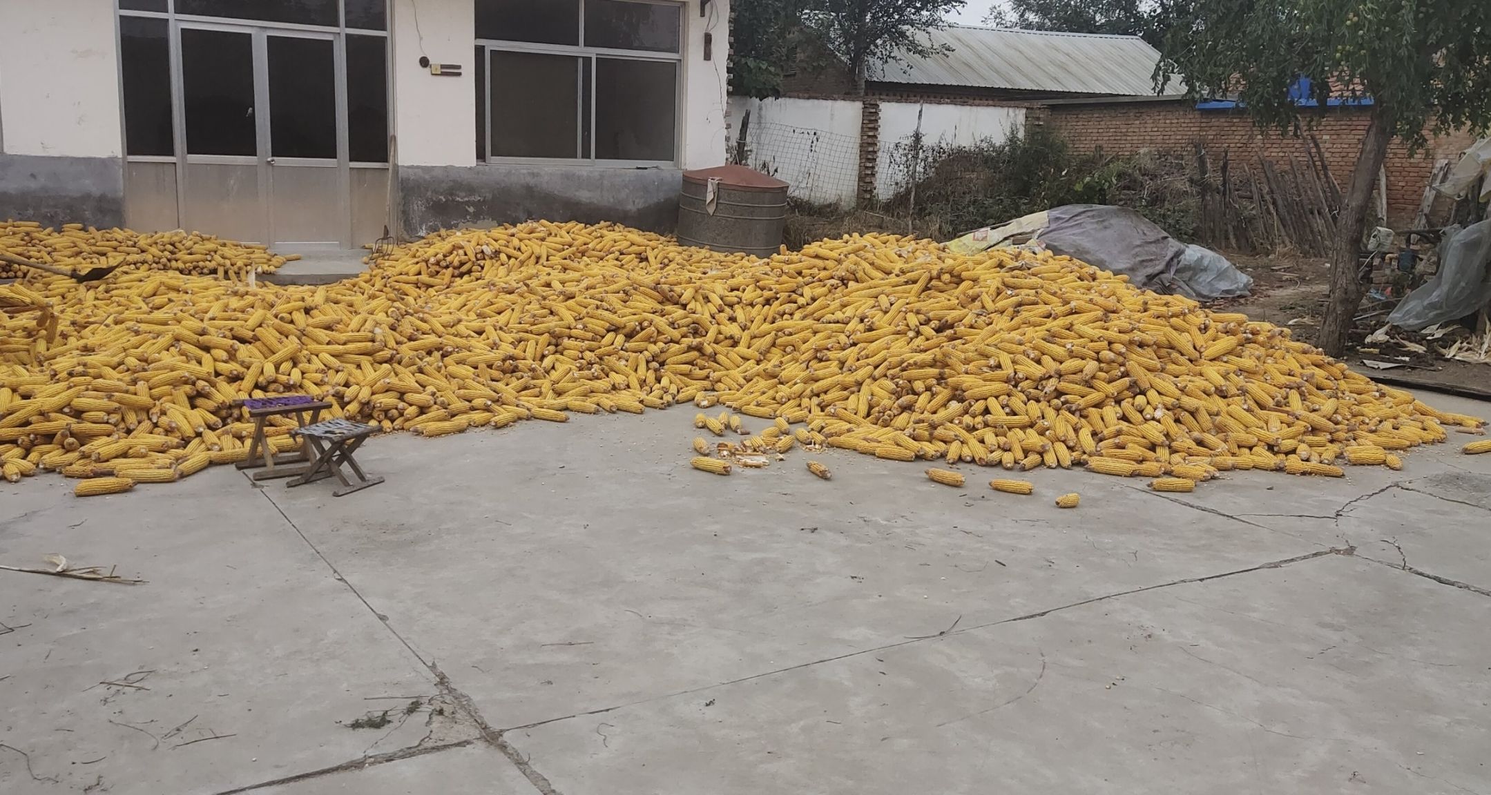 双节假期之我在田里收玉米！