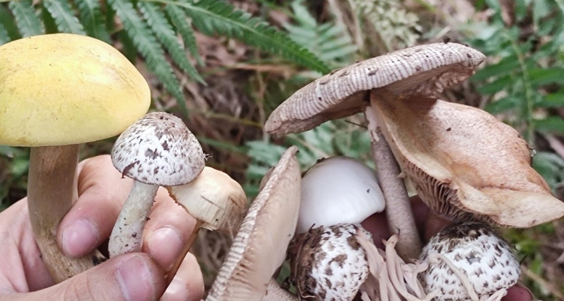 十一假期蘑菇採集日誌