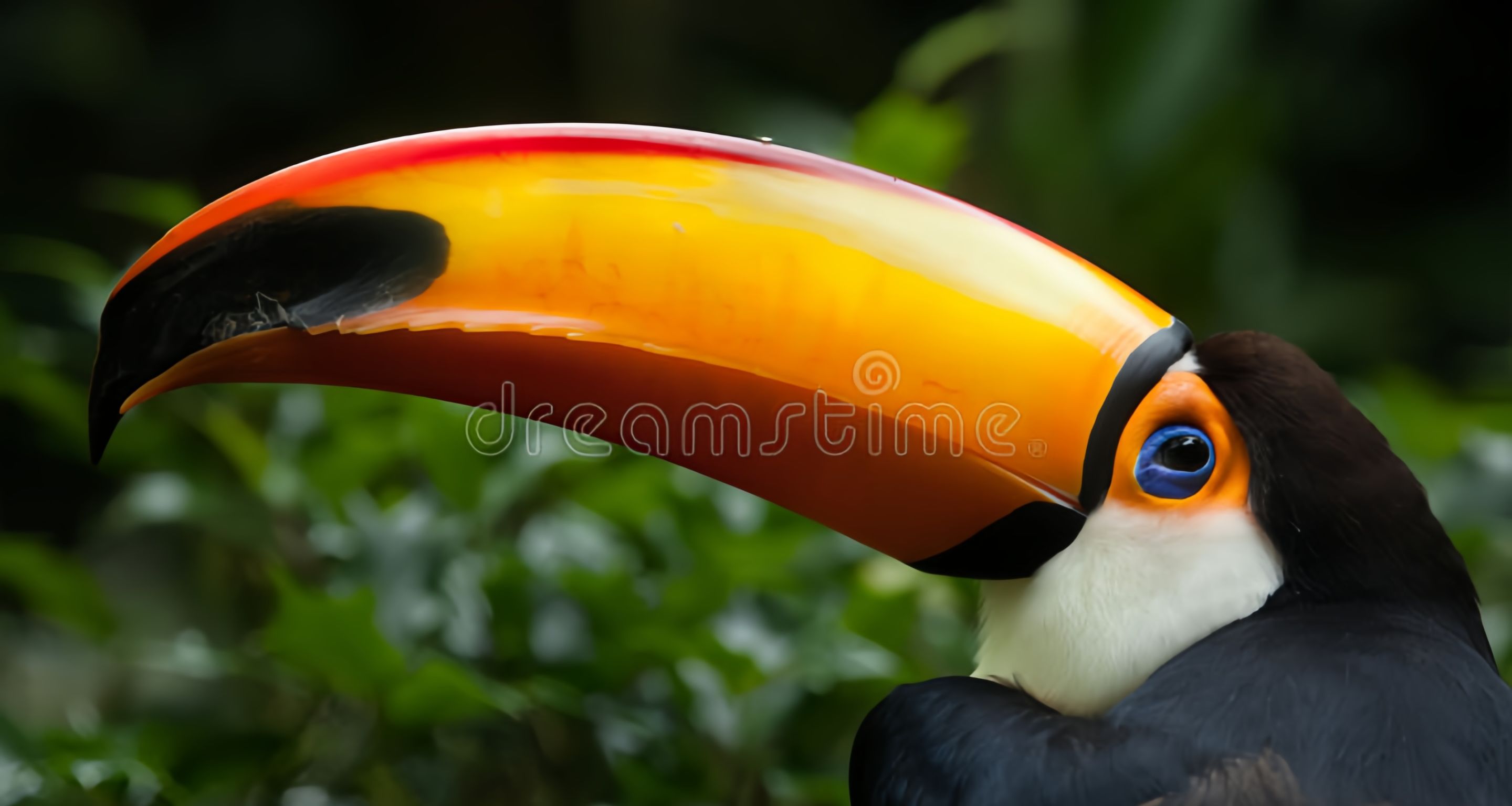 [奇怪生物日誌]拜託，嘴大真的超酷的！