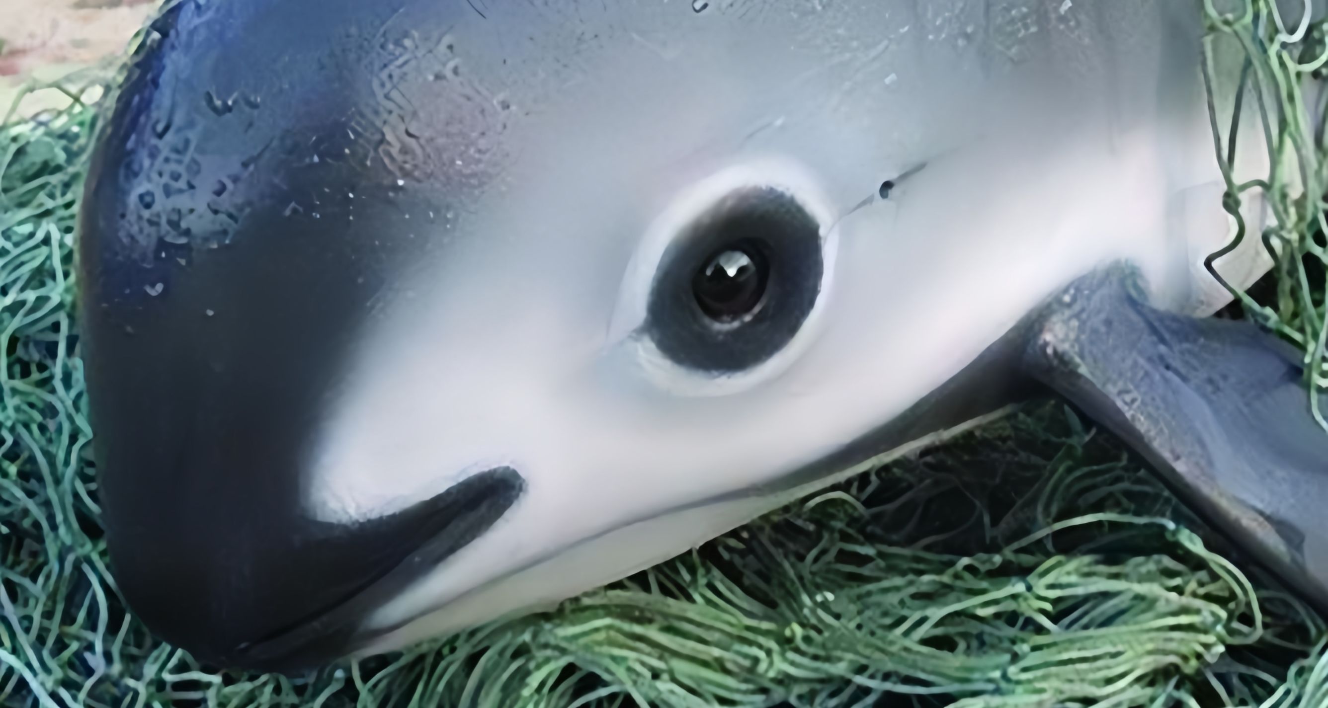 [奇怪生物日誌]目前最！稀！有！的海洋生物