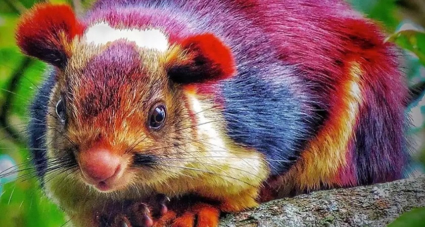 [奇怪生物日志238]看起来像是有毒一样的彩色松鼠