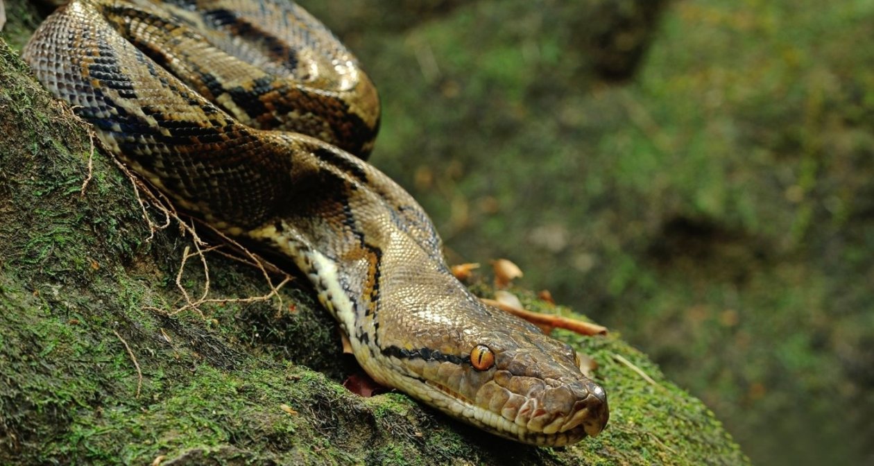 蛇说（二）：现实中的巨蛇