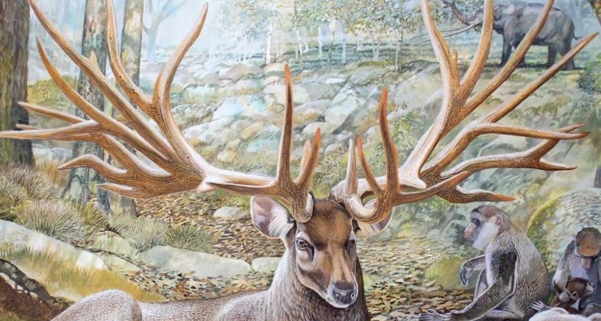 上班摸鱼，一些新近纪生物（上）