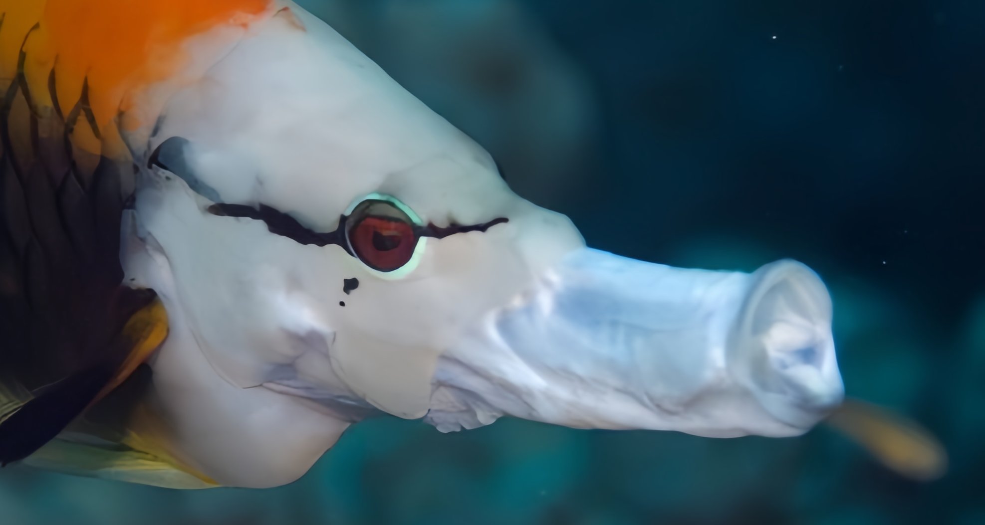 [奇怪生物日誌]親完你就把你喫掉的魚魚