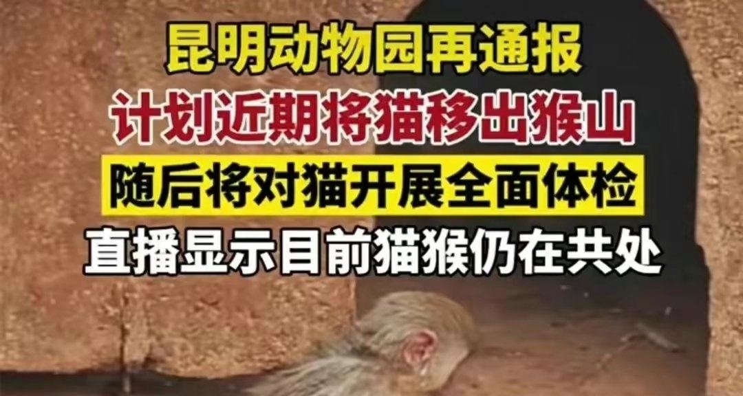 猴子虐猫事件后续：动物园会确保猫的身体健康