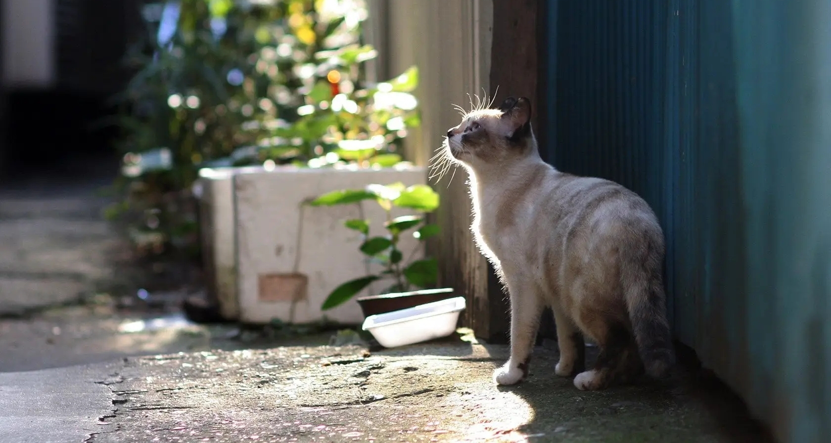 猫的战争：流浪猫究竟应不应该投喂？