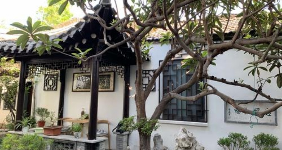 枇杷树