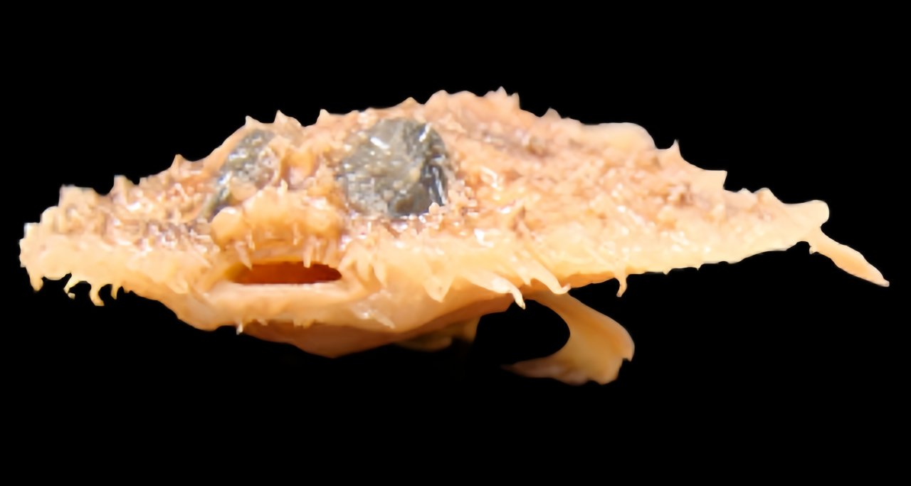 [奇怪生物日志248]看起来好吃，听起来也好吃的煎饼鱼