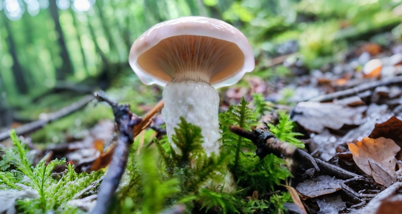 記錄一下九寨溝的菌子