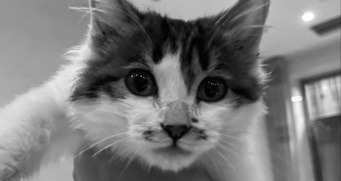 那時的它，像一條長長的毛巾