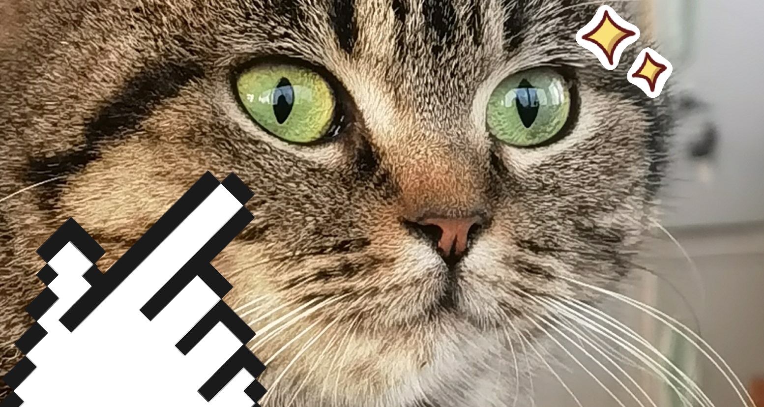 駕校練車場的貓