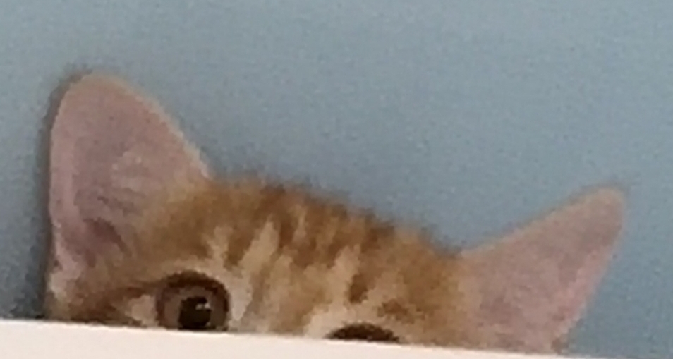 備忘錄：我與你的最後13天