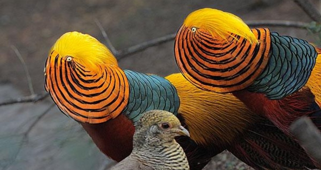 野雞？國鳥候選？宇智波帶土？