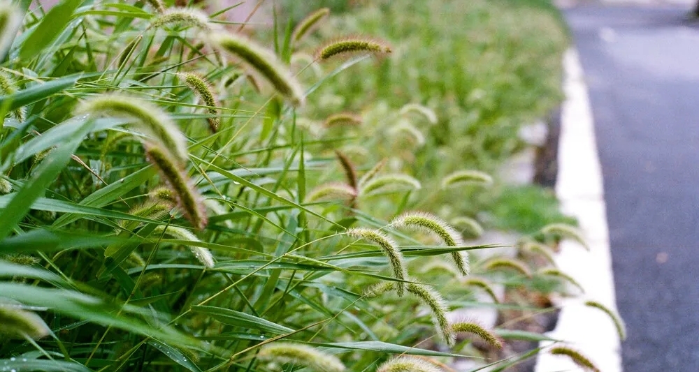 路邊小草，你瞭解它們嗎