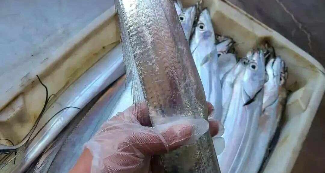 教你認識帶魚的做法與功效！