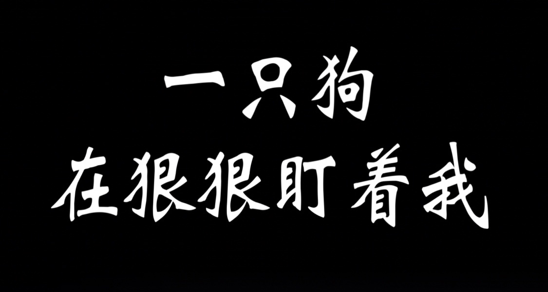 一隻狗在狠狠盯着我