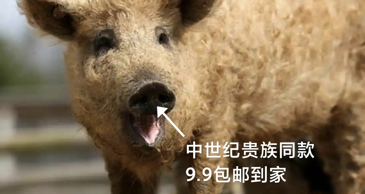 [藍星觀察1]曼加利察豬