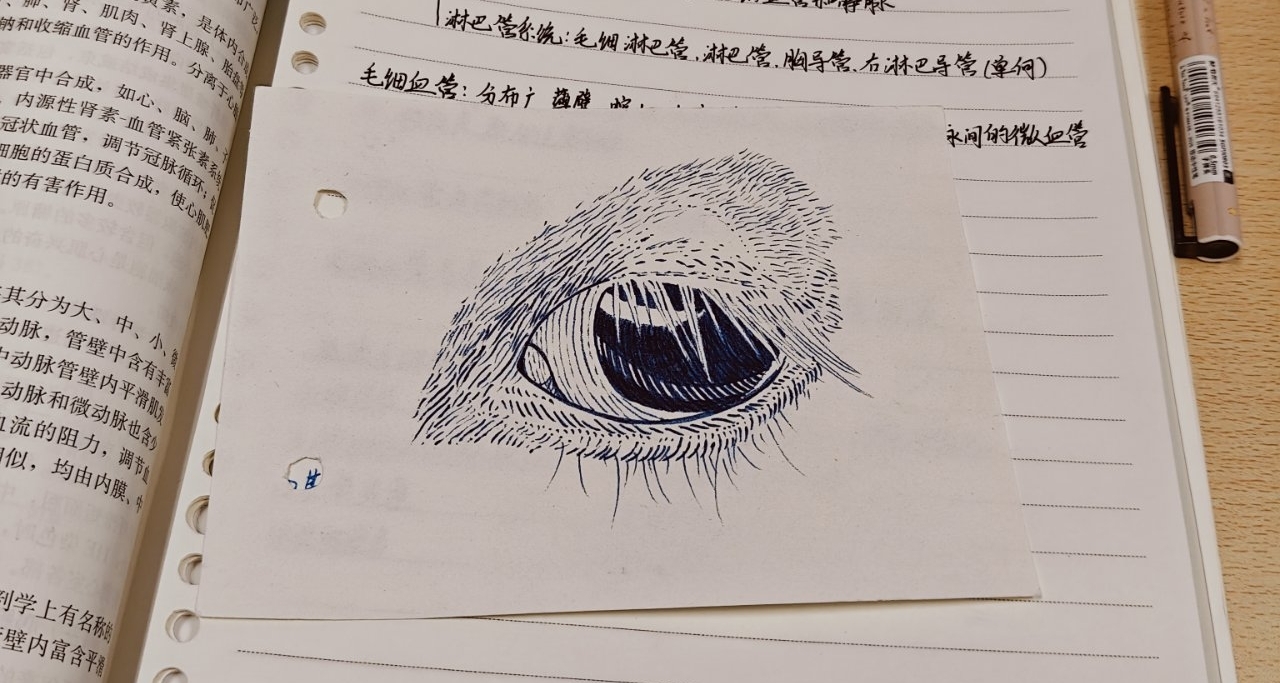 羊的解剖學實驗報告（也許是吧？）