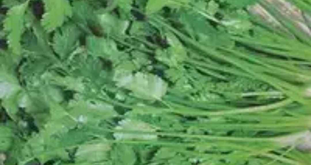 我不喫香菜