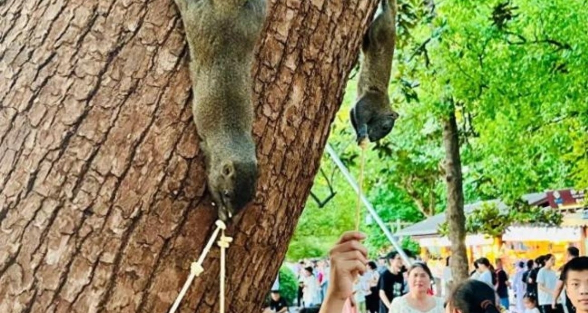 西湖松鼠遭过度投喂成