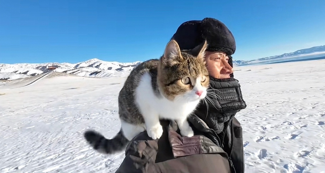 “百万粉”流浪猫的离世让全网泪崩，一场互联网童话……