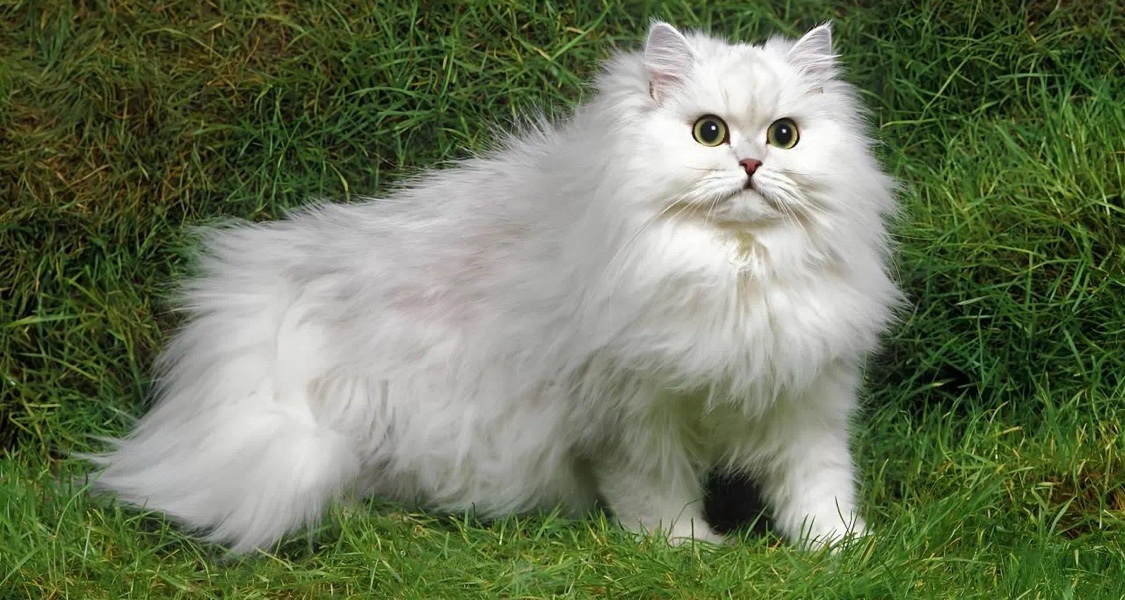 人类选择让部分宠物猫狗越长越像