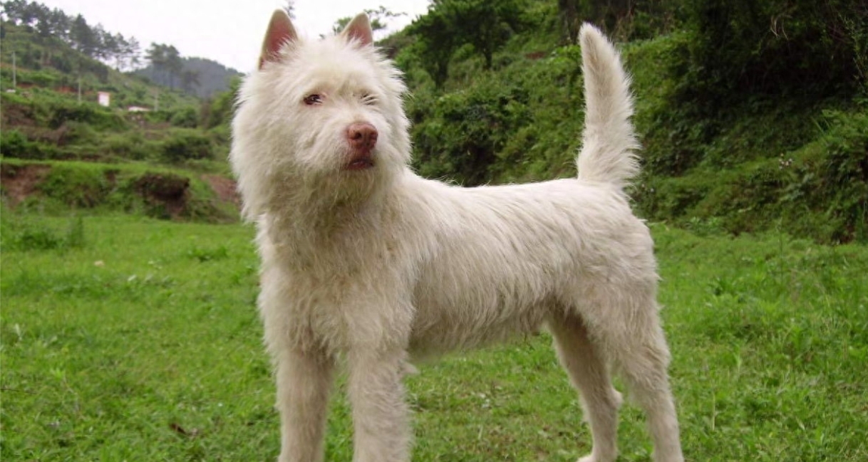 中国下司犬在国外爆火