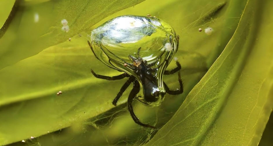 [奇怪生物日誌262]所以，這是一種可以在水中生活的蜘蛛?