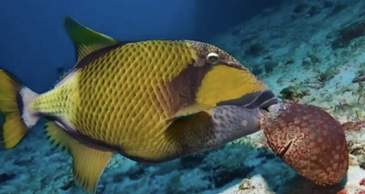 日本沖繩海港出現兇猛魚類，深海生物向淺海遷移