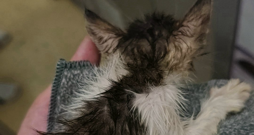 救了只猫，家人们，还给猫妈了