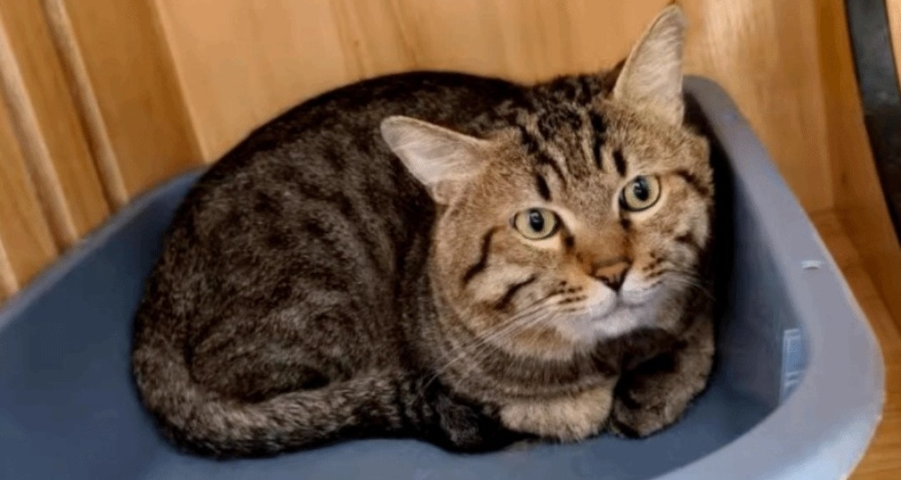 3岁网红狸花猫法拍被撤，逾6500人竞拍未果终由爱猫人士领养