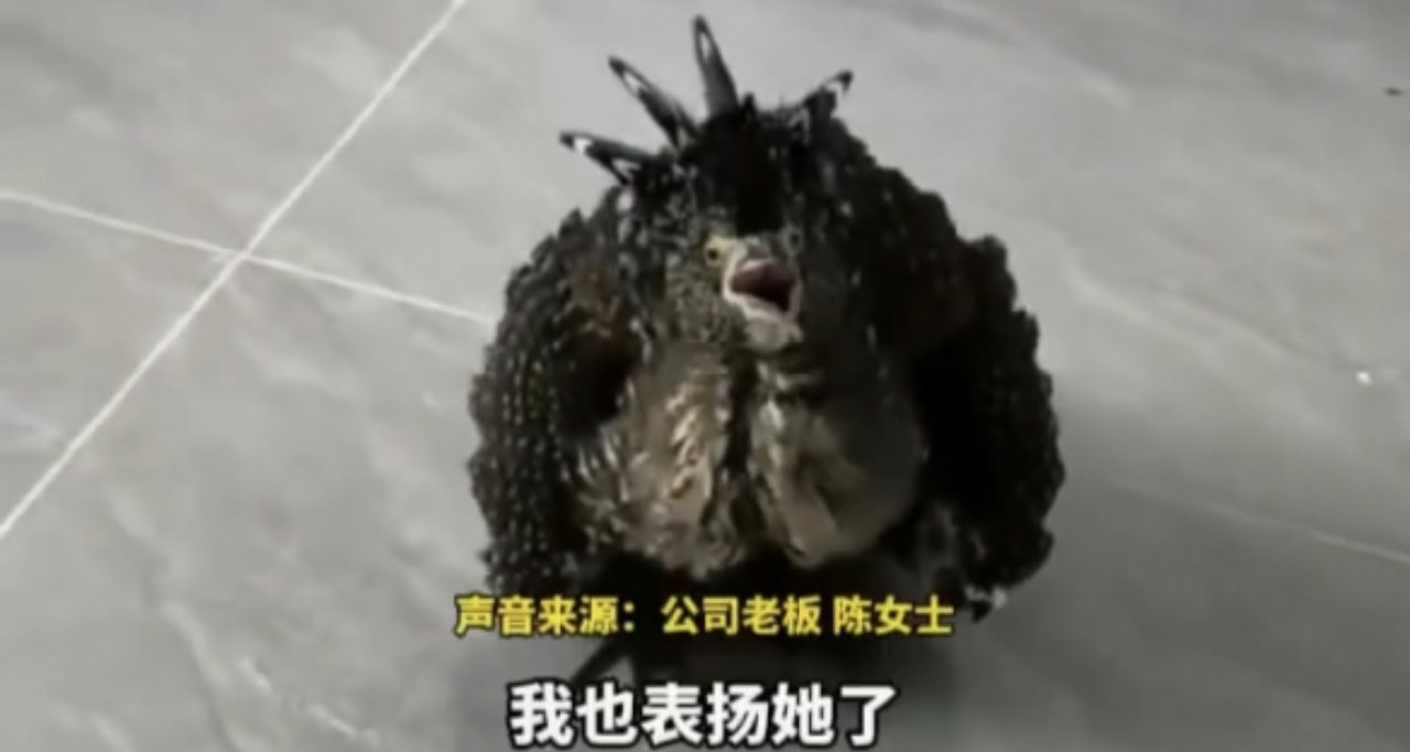上班途中撿的怪鳥，很像《唐伯虎點秋香》中的畫