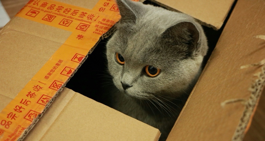 为什么哈吉米特别爱钻纸箱？