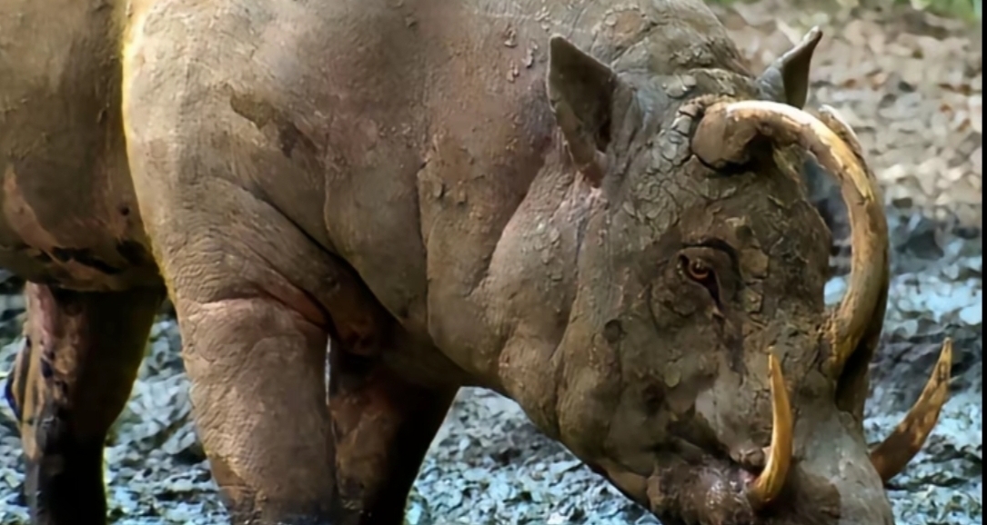 家猪放归野外后会不会长出獠牙