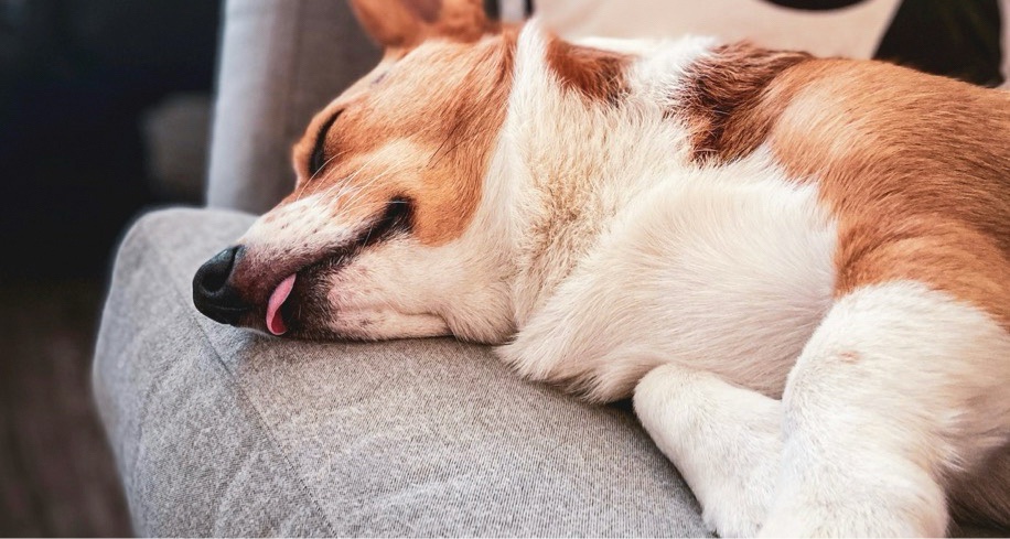 狗狗为什么睡觉前总要转几圈？