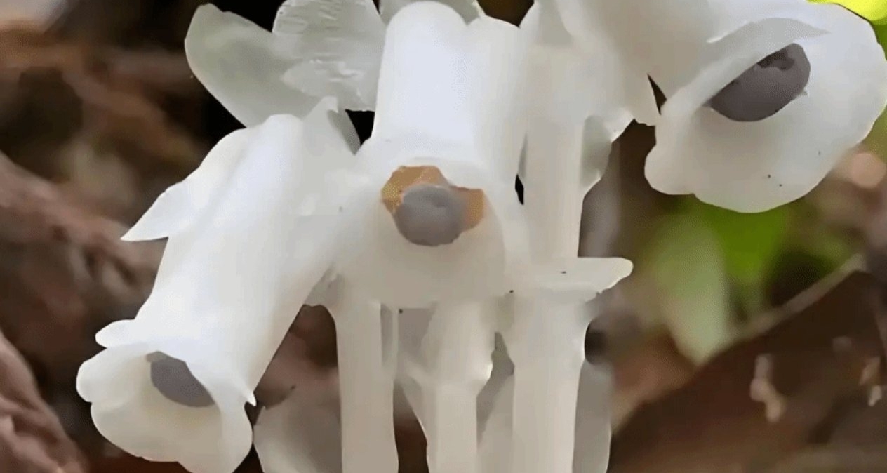 重庆深山发现上百株“冥界之花”！人触碰即变黑！