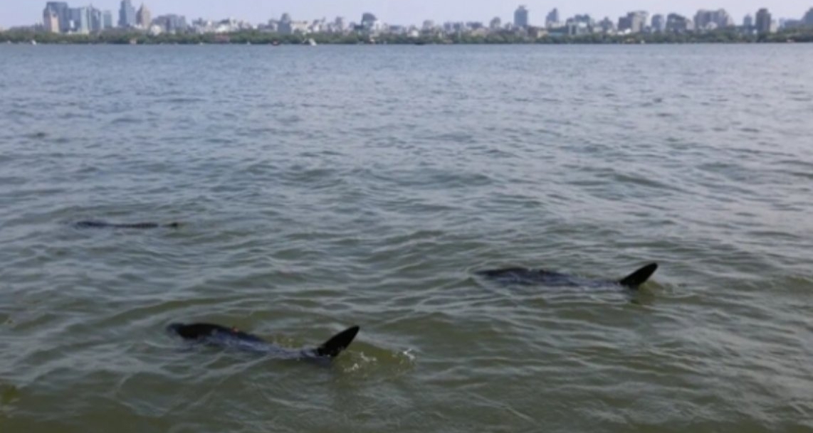 杭州西湖驚現“鯊魚”竟是仿生機器魚！可以協助打撈遊客財物！