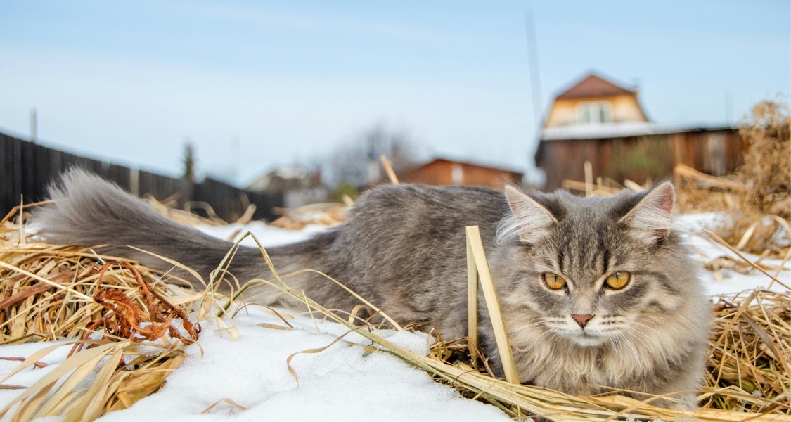 猫咪为什么半夜突然疯跑