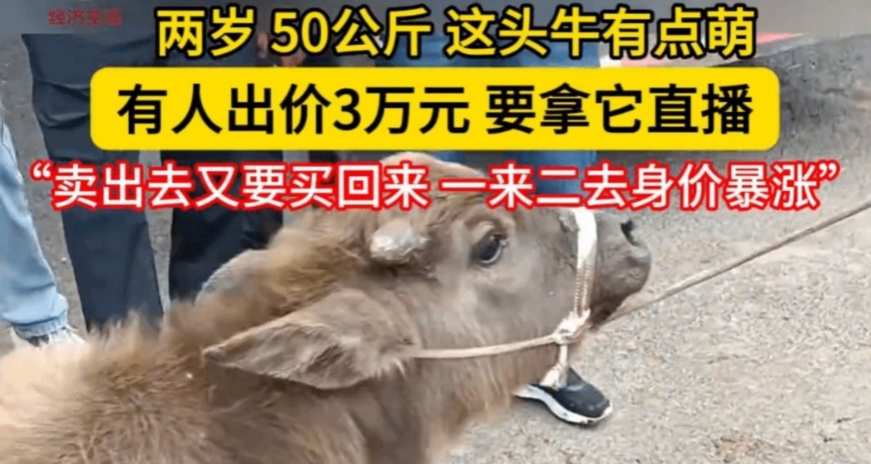 雲南麗江現兩歲“袖珍牛” 買家1.4萬購入當寵物