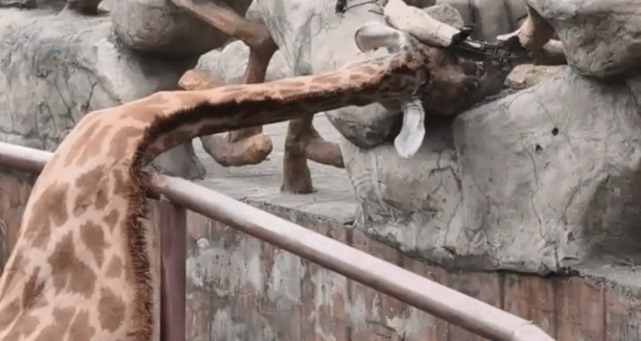 南通動物園長頸鹿頭卡護欄，工作人員掄錘救援引爭議