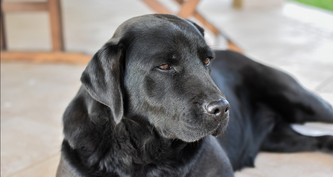 拉布拉多开车上路引争议，狗主人竟称“有争议我面对”