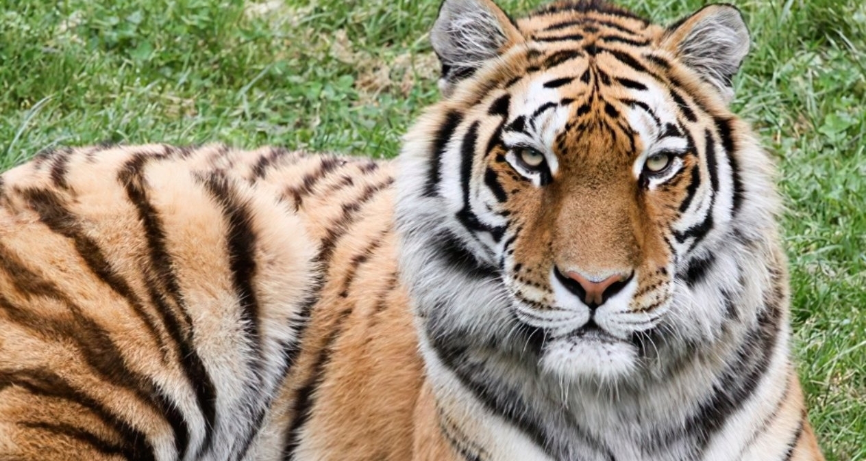 洛陽一動物園月薪5萬招“獸王駕駛員”，引兩千人競聘