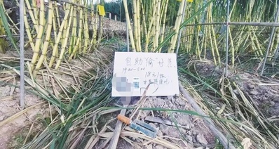 創新銷售:浙江紹興“可偷甘蔗地”,迅速走紅