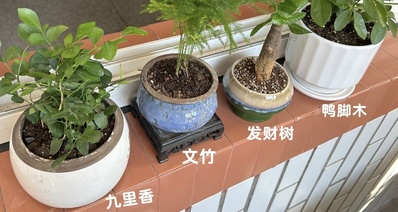 支付寶15天免費拿綠植!領取攻略趕緊來看