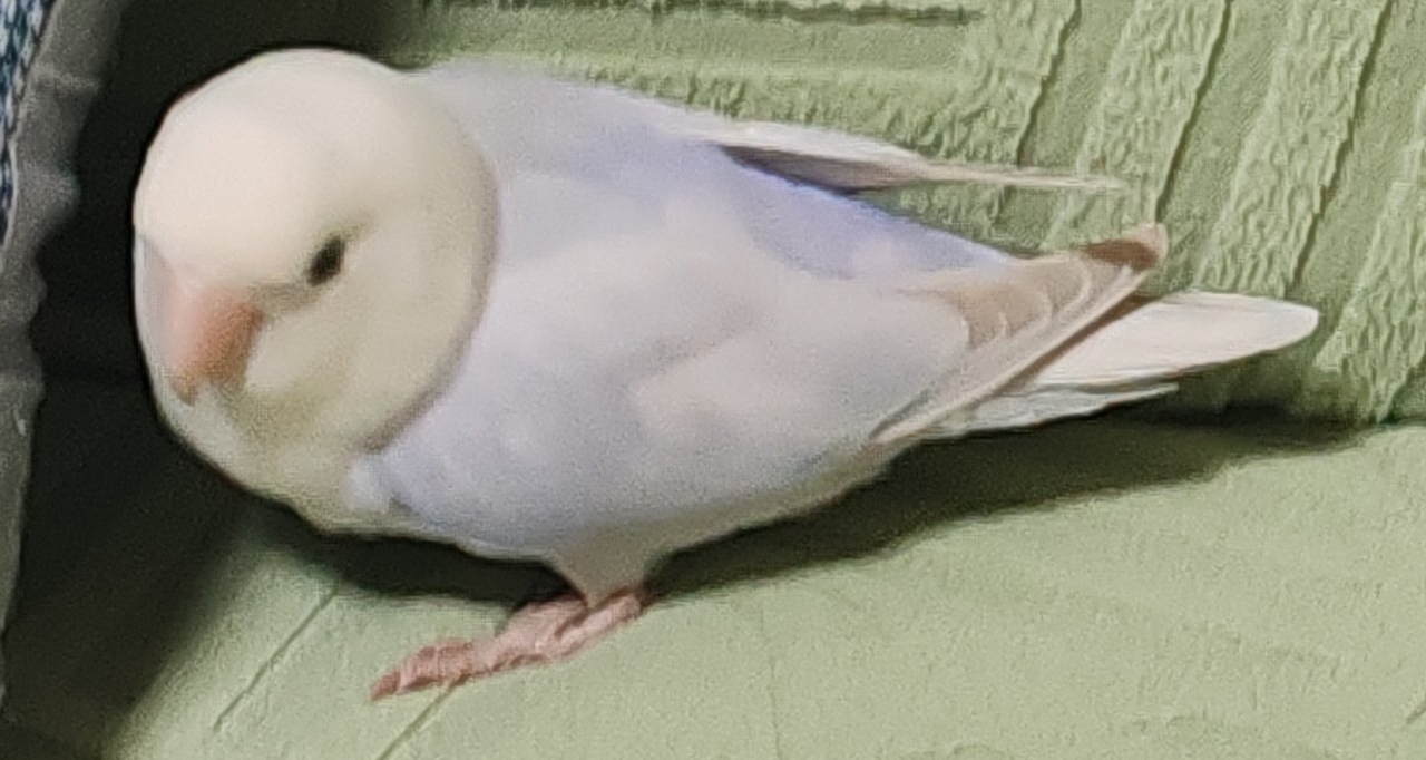 回家還有小鳥驚喜小禮物相送